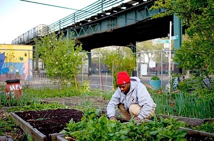 [urban+farming-NYC+farmer.jpg]