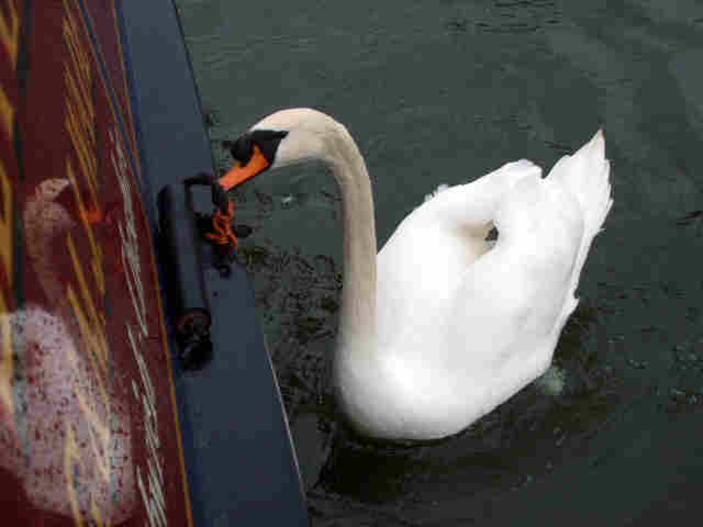 [March+2008+369+Attacking+Swan+B.jpg]