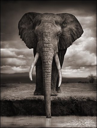 [elephant.jpg]