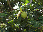 The Breadfruit