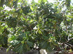 The Breadfruit Tree