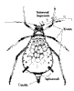 [aphid.gif]