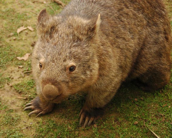 [adia-2007-09-13-DSC-7117-wombat-on-grass-australia-phillip-island-cringel.com.jpg]