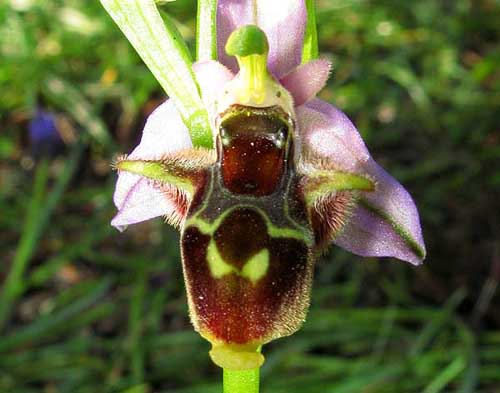 [Ophrys+oestrifera.jpg]