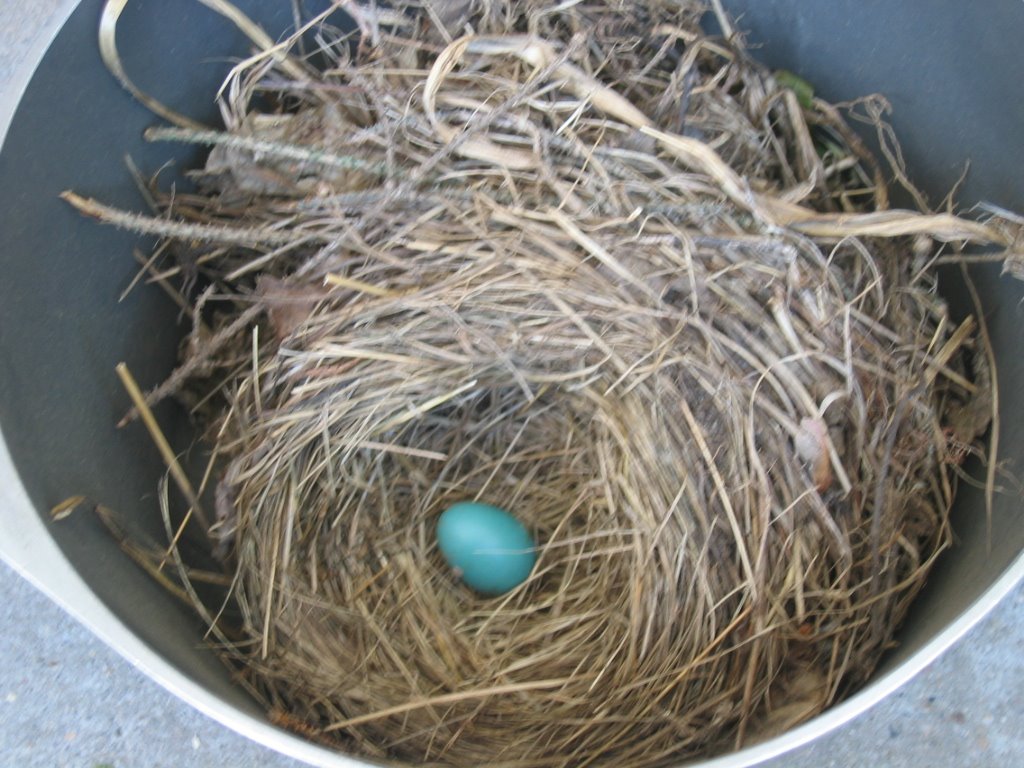 [Robins+nest.JPG]
