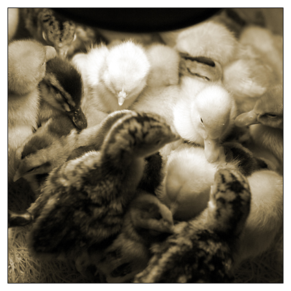 [Baby+Chickens+02.jpg]