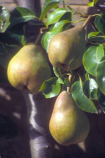 [pears.bmp]