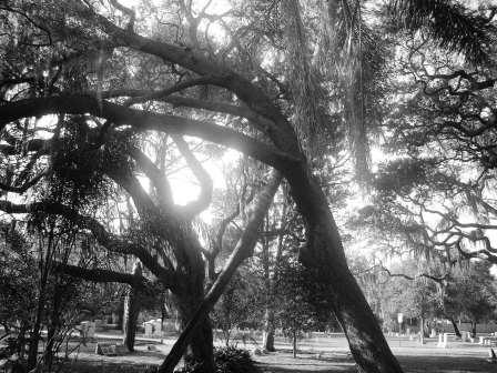 [cemetery+trees.JPG]