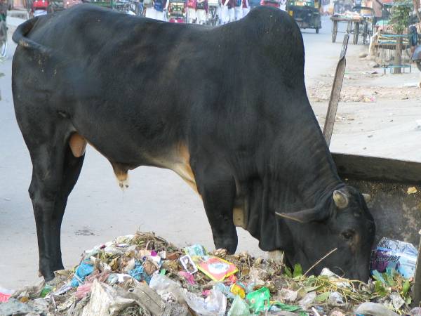 [Cow eating garbage.jpg]