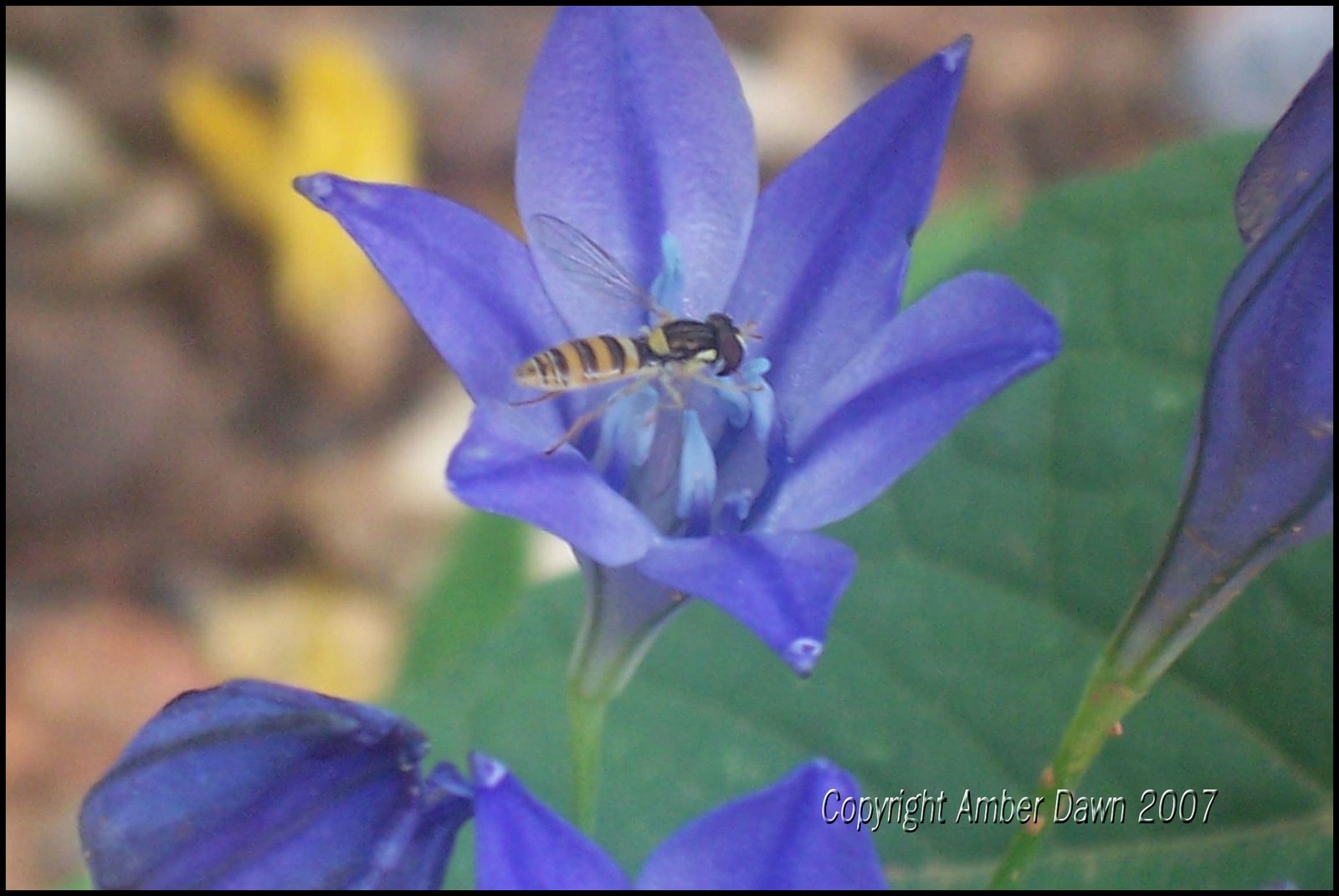 [Bee+on+blue+flowr.JPG]