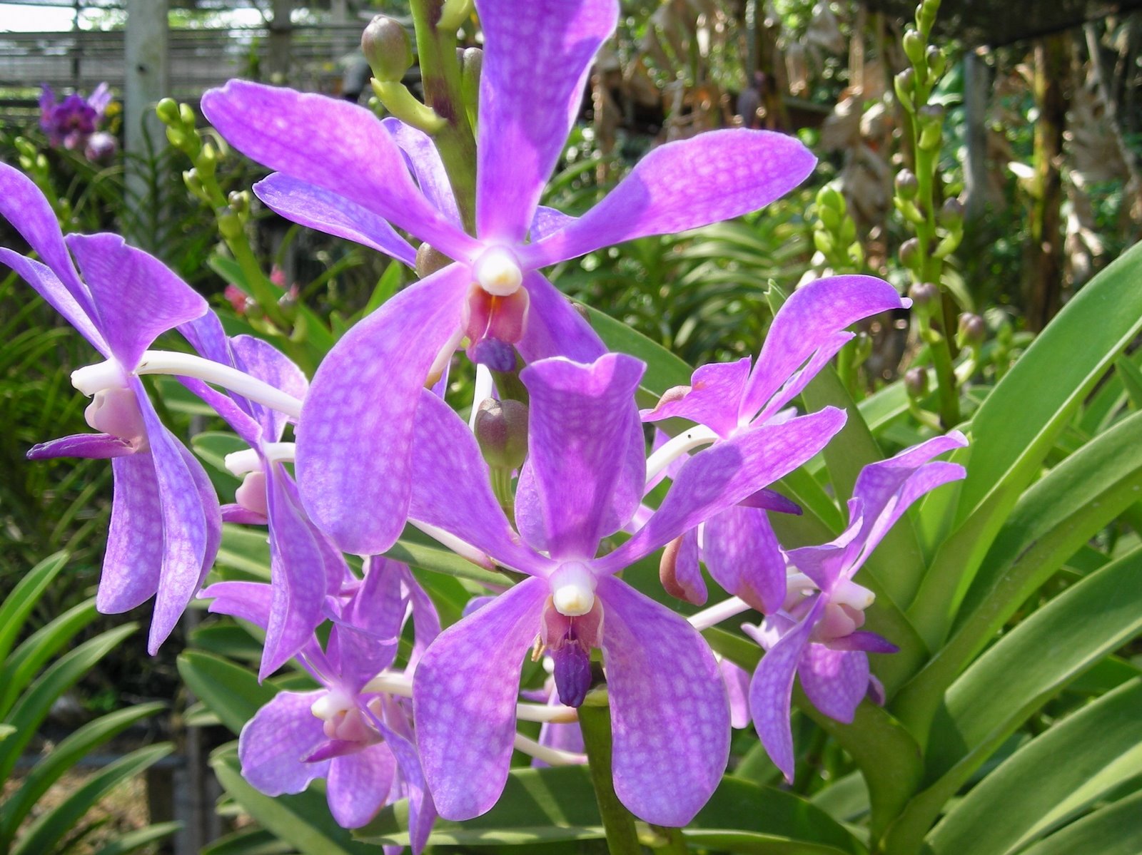 [orchids6.jpg]