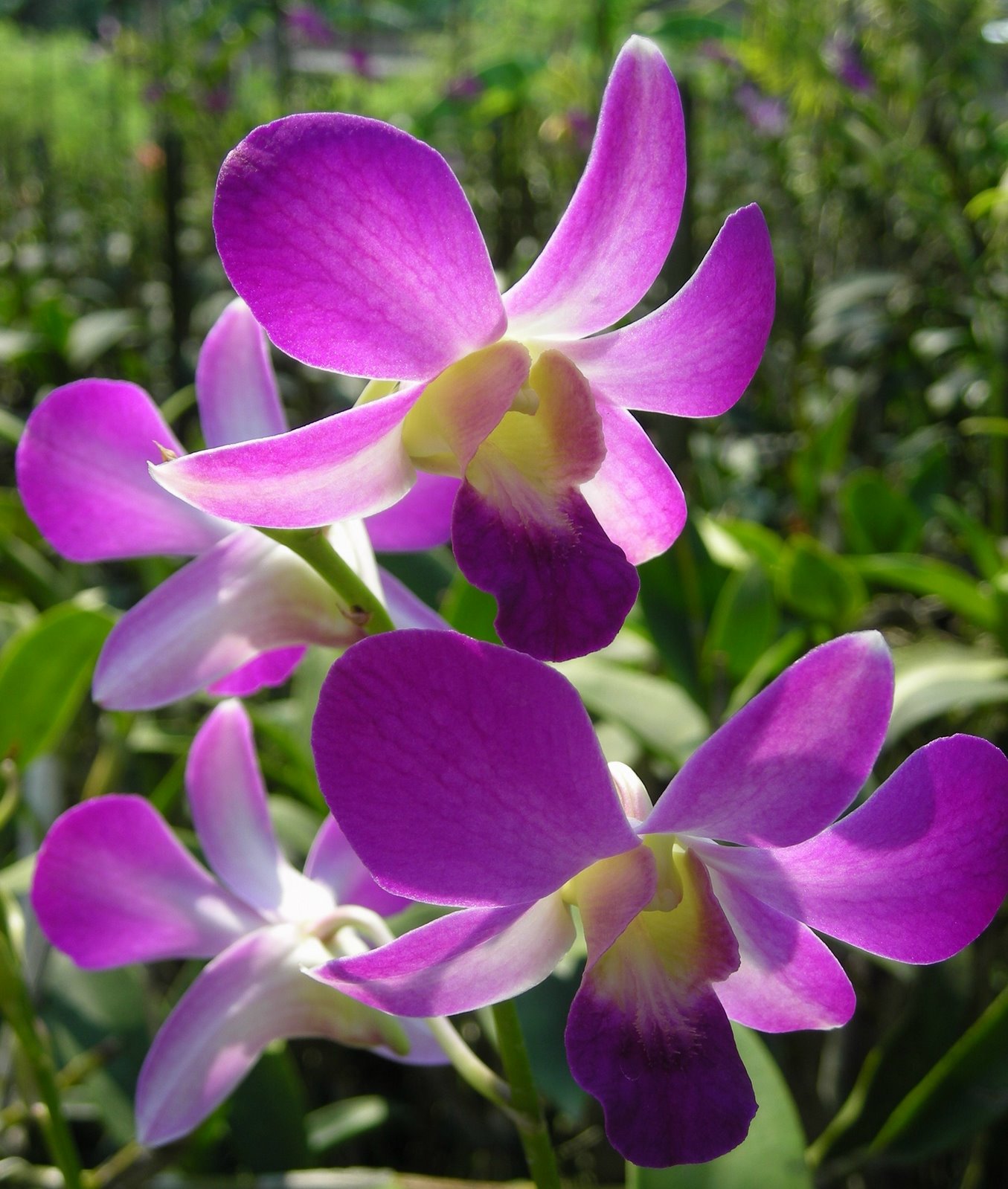 [orchids2.jpg]