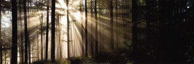 [Z1581W~Sunlight-Streaming-Through-Forest-Posters.jpg]