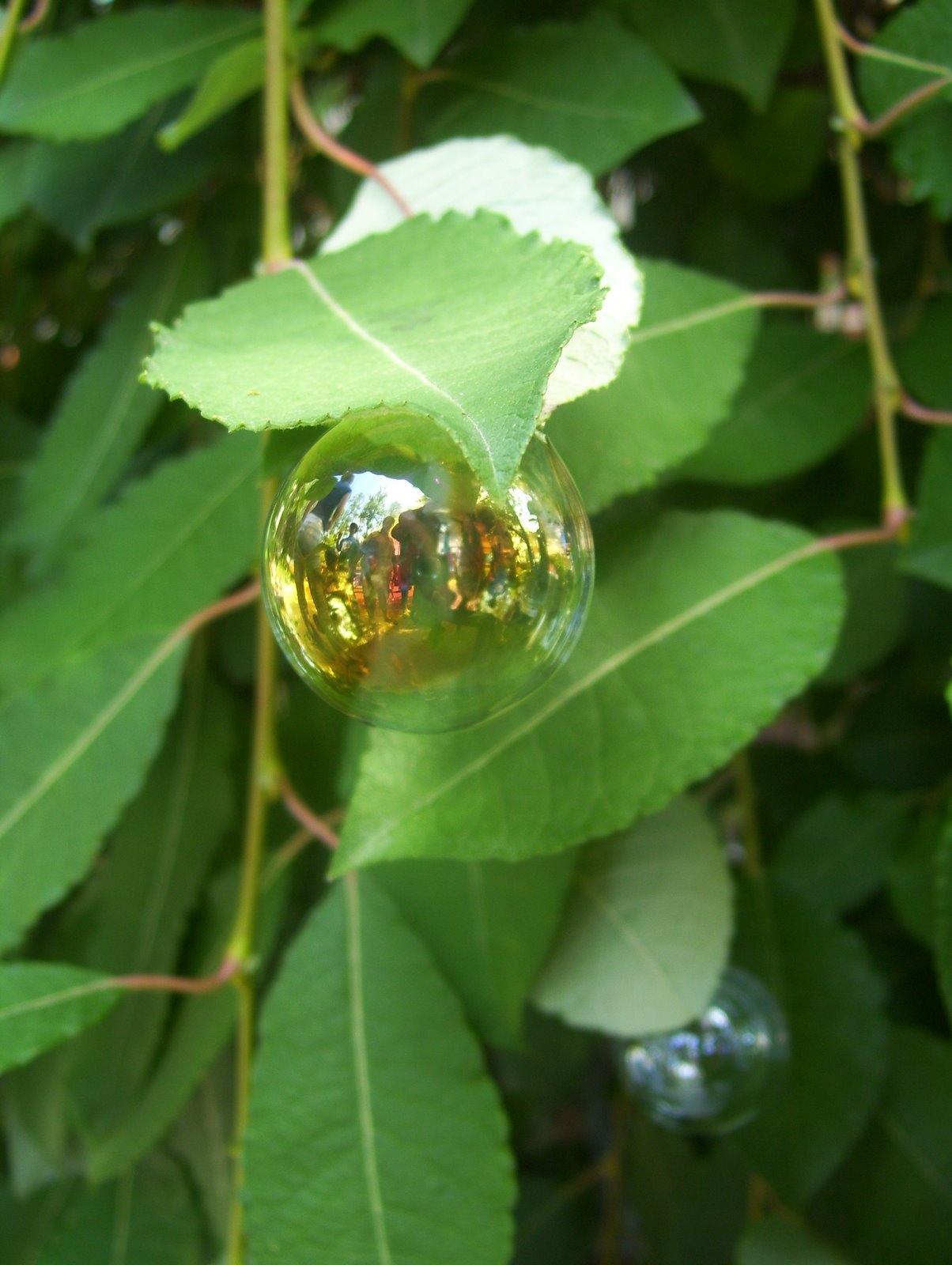[leaf+and+bubble.JPG]