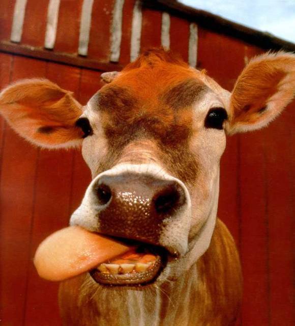 [cow-tongue.jpg]