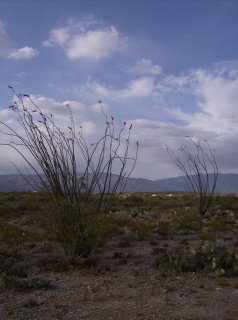 [ocotillo+and+clouds.jpg]
