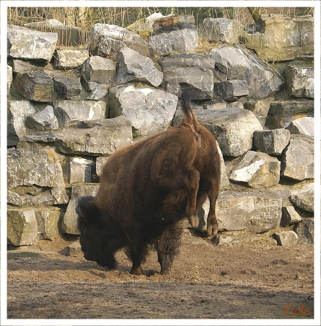 [bizon+2.jpg]