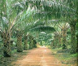 [Oil_Palm_Plantation.jpg]