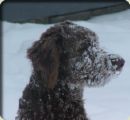[dog+in+snow.jpg]