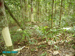 Agarwoods in  Malaysian Wilderness.