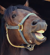 [Horse_laughing.jpg]