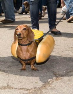 [hotdogdog.jpg]