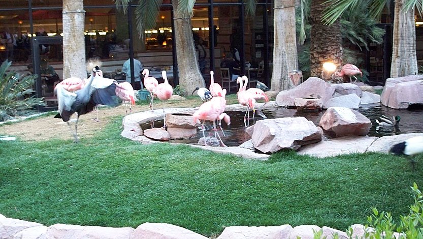 [Flamingo-Flamingos.jpg]