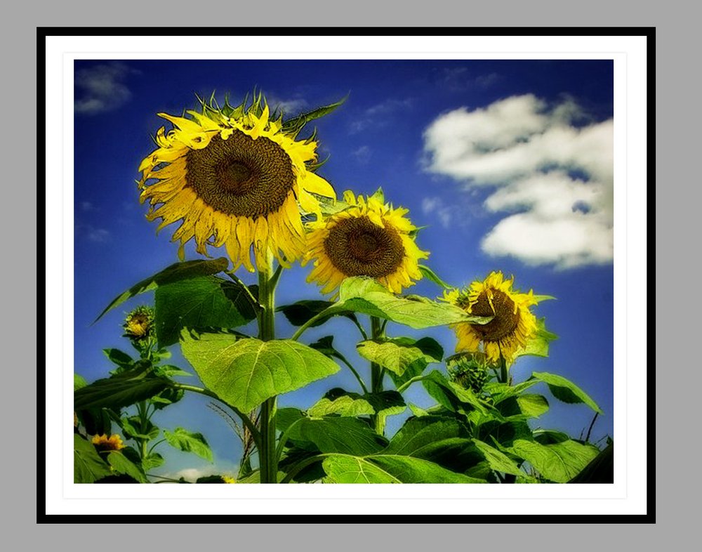 [4_sunflowers+framed_.jpg]
