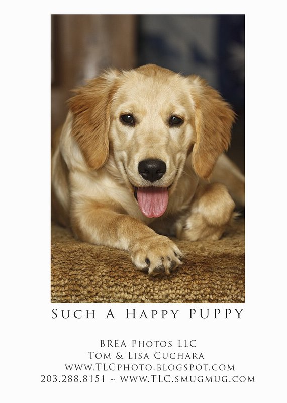 [10_such+a+happy+puppy+5x7_.jpg]