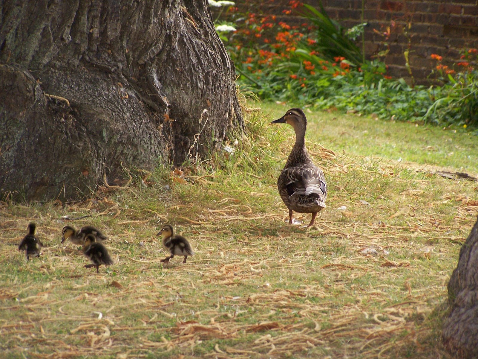 [5+little+ducks+by+Margaret+Simms+ProCEEd+Early+Years+Consultant.JPG]