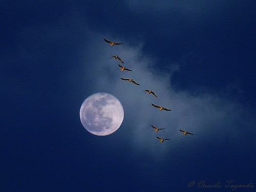 [''Flying+to+the+Moon''-+©+Vassilis+Tagoudis+-+Greece.jpg]