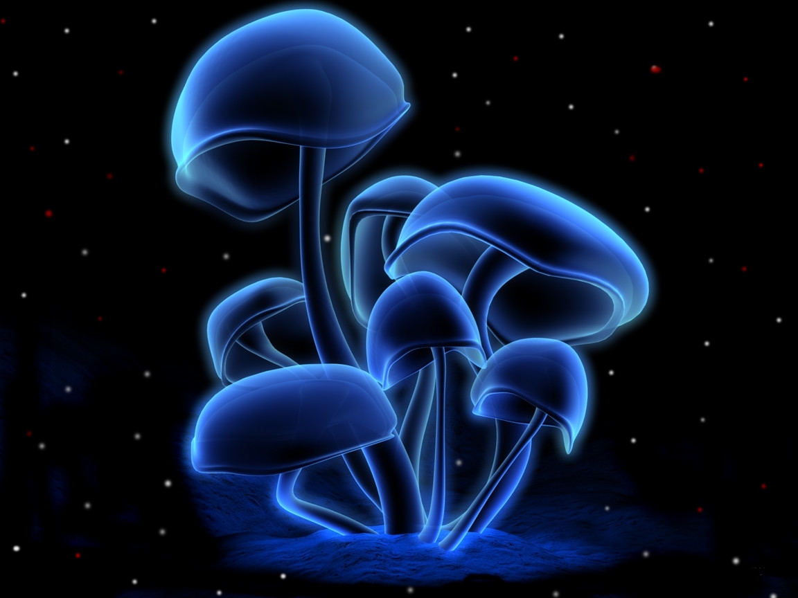 [mushroom.jpg]