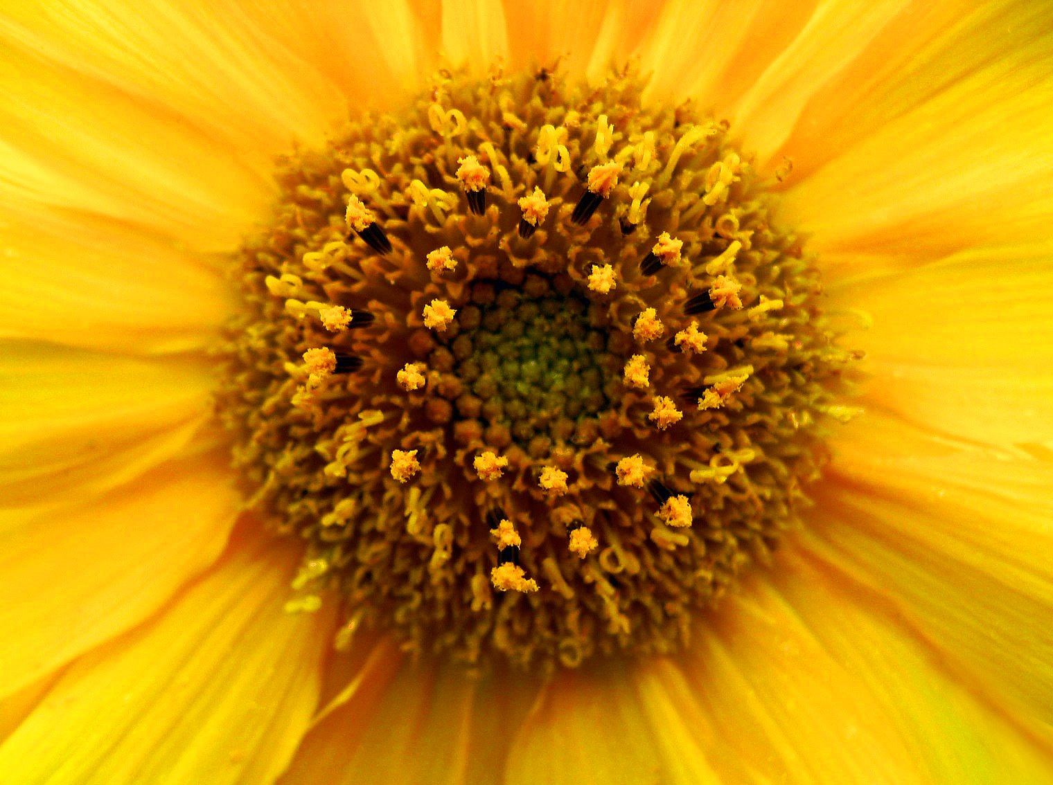 [Sunflower+Fraser's+Hill.jpg]