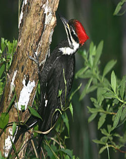 [woodpecker5.jpg]