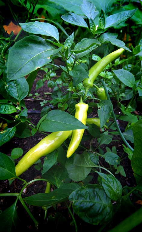 [july-08-peppers-in-garden.jpg]