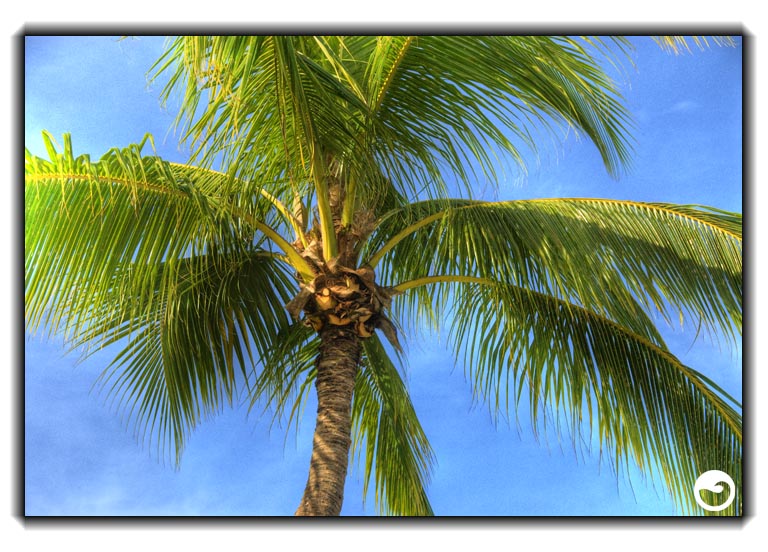 [tiner-palm+tree.jpg]