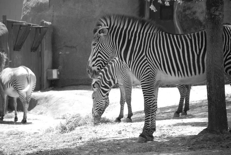 [zebras_sm.jpg]