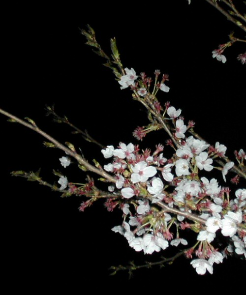 [cherry_flowers.jpg]