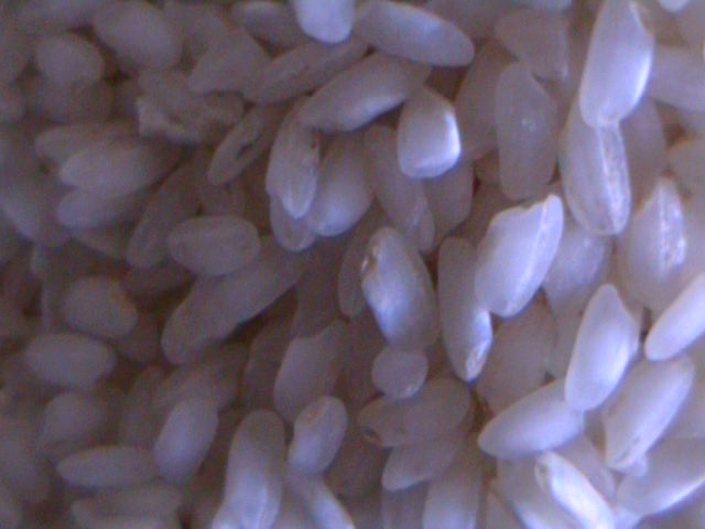 [arroz+008.jpg]
