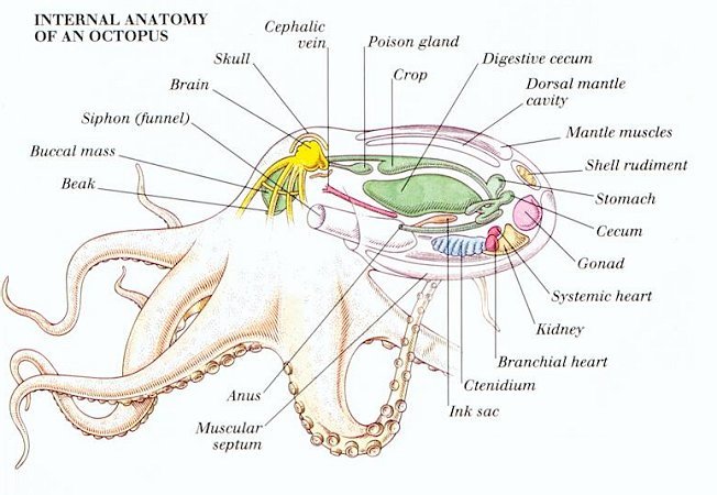 [octopus+anatomy.bmp]