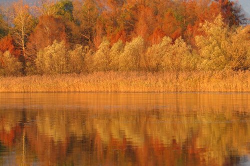 Colori del cannetto in autunno - FOTO DI RICCARDO AGRETTI