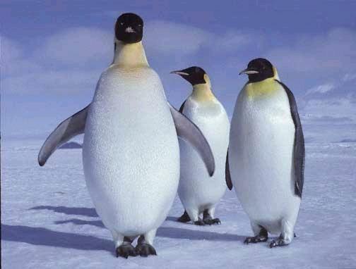 [1098559-Travel_Picture-Antarctica.jpg]