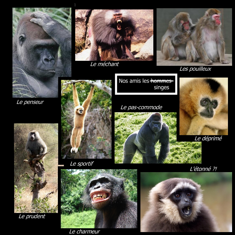 [primates.jpg]