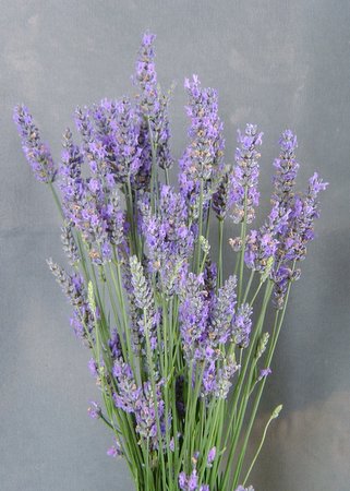 [Purple+English+Lavender.jpg]