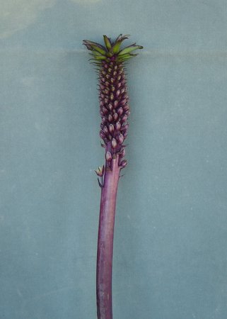 [Eucomis+Pineapple+Lily.jpg]
