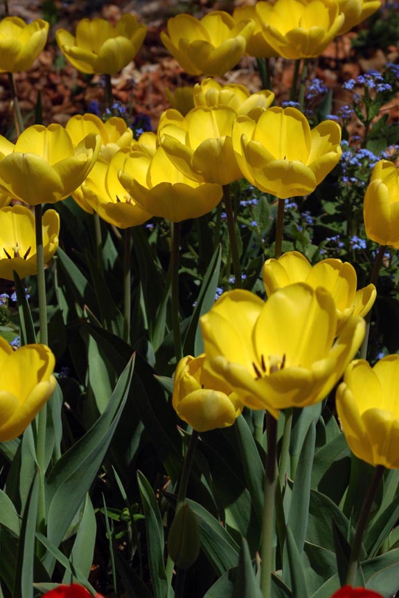 [Yellow+tulips.jpg]