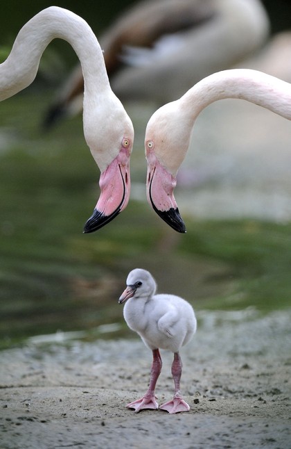 [flamingotips.jpg]