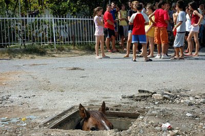[Sewer+Horse.jpg]