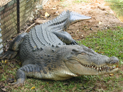 croc in a death match,