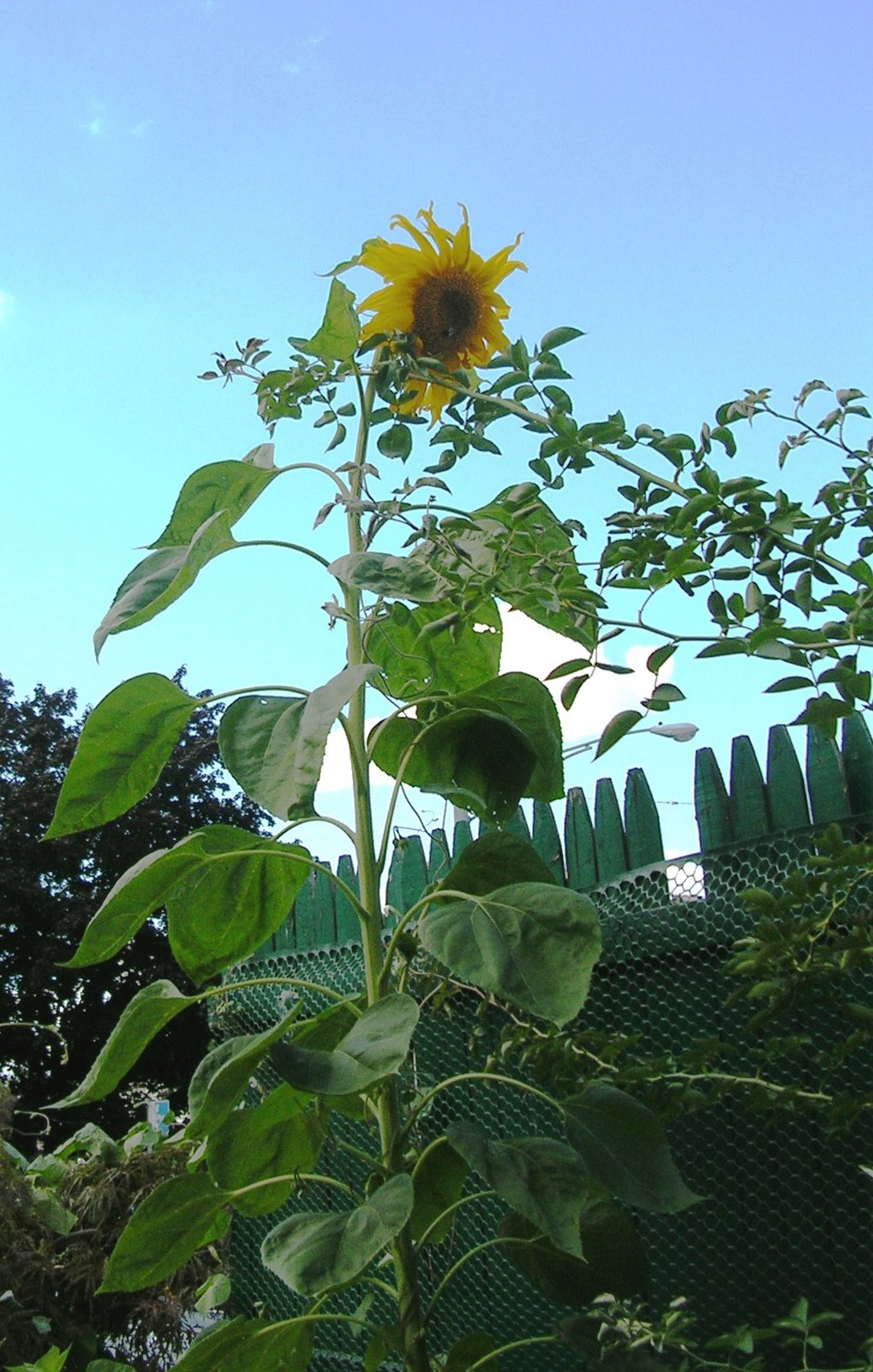 [sunflower2.JPG]